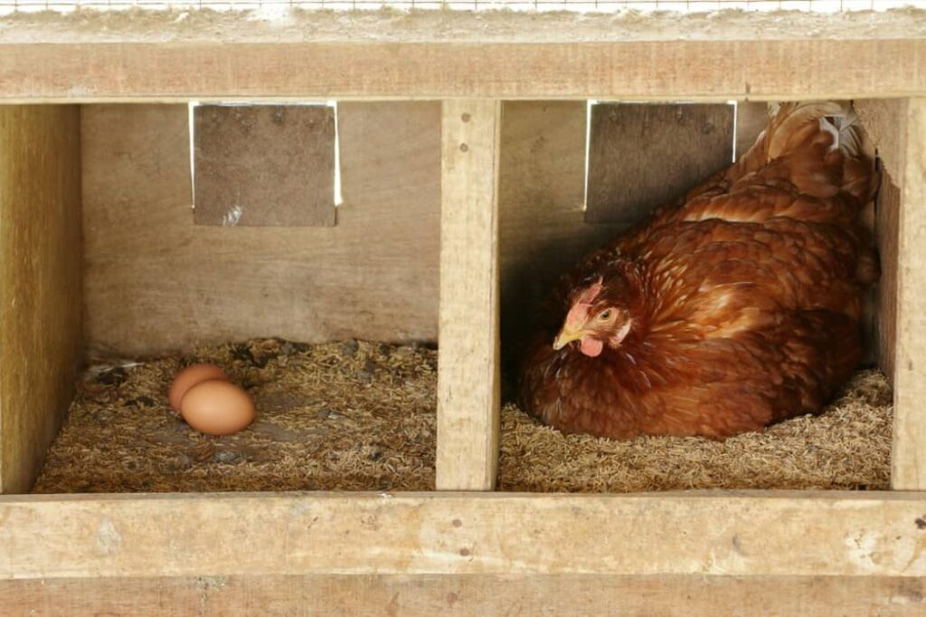 To make Chicken Nesting Box Requirements